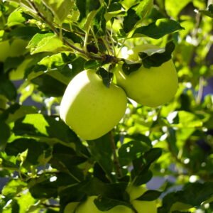 Golden Kinnauri Apples