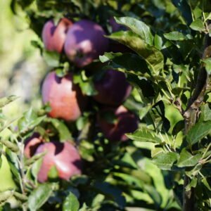 Royal Apples